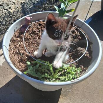 JASPER -  Domestic Short Hair Cat for Adoption in Richmond, California - JASPER | PetCurious