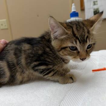 Finch -  Domestic Short Hair Cat for Adoption in Naperville, Illinois - Finch | PetCurious