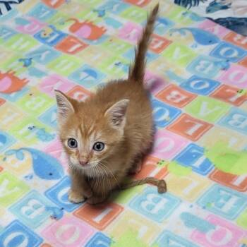 Sunny -  Domestic Short Hair Cat for Adoption in South Miami, Florida - Sunny | PetCurious