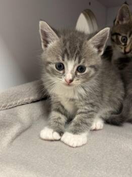 Domestic Short Hair Cats Available for Adoption in Liverpool, New York - Iris | PetCurious