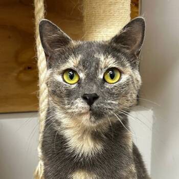 Rescue Domestic Short Hair Cats for Adoption in Naperville, Illinois - Mulberry | PetCurious