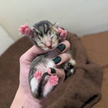 Rescue Domestic Short Hair Cats for Adoption in Milford, Iowa - Clover | PetCurious