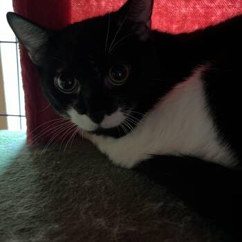 Domestic Short Hair Cats Available for Adoption - Blaidd 5275 | PetCurious