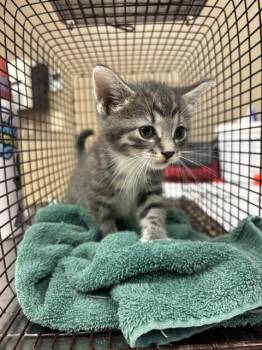 STUEY -  Domestic Medium Hair Cat for Adoption in Conroe, Texas - STUEY | PetCurious