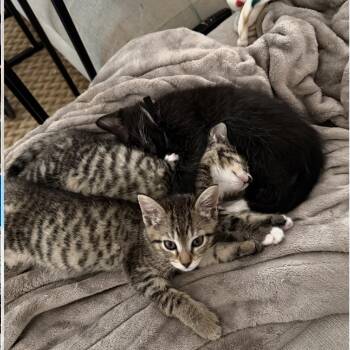 Thing 1 (Dr. Seuss) -  Domestic Short Hair Cat Available for Adoption in Charlotte, North Carolina - Thing 1 (Dr. Seuss) | PetCurious