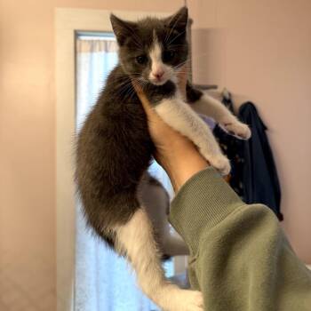 Domestic Short Hair Cats Available for Adoption in Granville, Ohio - Fat Boy | PetCurious
