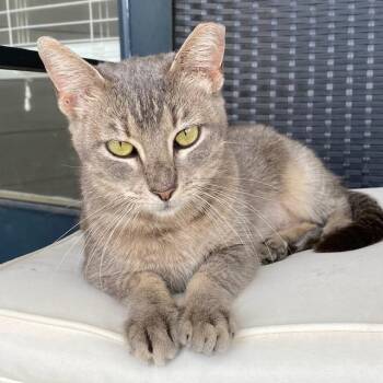 Tabby Cats Available for Adoption - Penelope | PetCurious