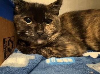 MOLLY MCGEE -  Domestic Medium Hair Cat for Adoption in Antioch, California - MOLLY MCGEE | PetCurious
