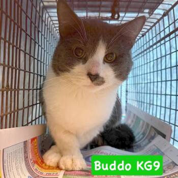 Buddo KG9 -  Domestic Short Hair Cat for Adoption in Philadelphia, Pennsylvania - Buddo KG9 | PetCurious