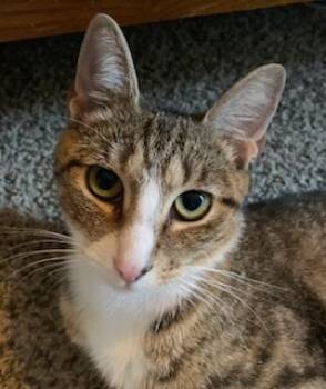 Rescue Domestic Short Hair Cats for Adoption in Westminster, Maryland - MAE | PetCurious