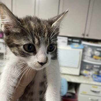 Valencia -  Domestic Short Hair Cat for Adoption in Durham, North Carolina - Valencia | PetCurious