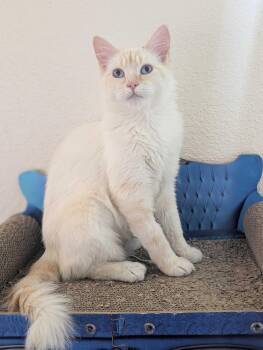 Mocha -  Siamese Cat for Adoption in Denver, Colorado - Mocha | PetCurious