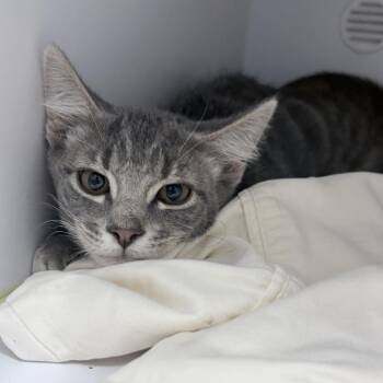 Stitch-2248 -  Domestic Short Hair Cat for Adoption in Tyler, Texas - Stitch-2248 | PetCurious