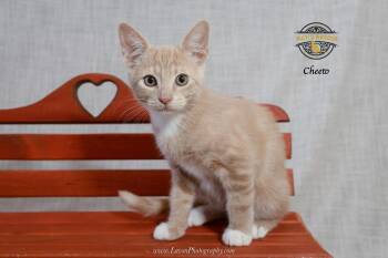 Cheeto -  Domestic Short Hair Cat for Adoption in Riverside, California - Cheeto | PetCurious