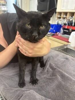 MONTY -  Domestic Short Hair Cat for Adoption in Albuquerque, New Mexico - MONTY | PetCurious