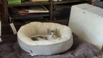 Rhodey -  American Shorthair Cat for Adoption in Maitland, Florida - Rhodey | PetCurious