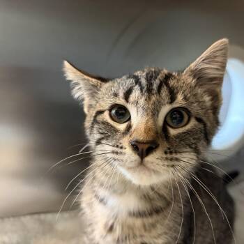 Mop -  Domestic Short Hair Cat for Adoption in Asheville, North Carolina - Mop | PetCurious