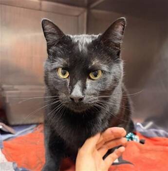 Domestic Short Hair Cats Available for Adoption in Camarillo, California - CHICKEN | PetCurious