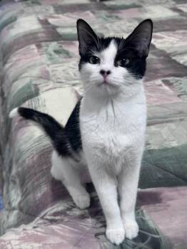 Domestic Short Hair Cats Available for Adoption in Grand Forks, North Dakota - SISTER FRANCES | PetCurious