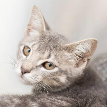 Domestic Short Hair Cats Available for Adoption - Maya | PetCurious