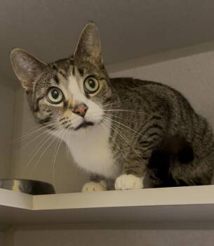 Kiki -  Domestic Short Hair Cat for Adoption in Osseo, Michigan - Kiki | PetCurious