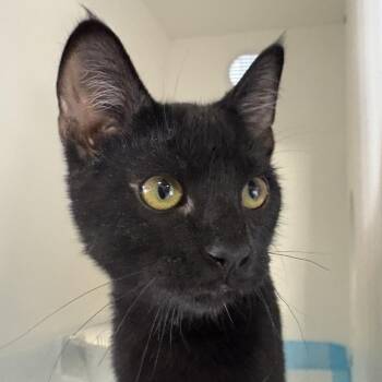 Domestic Short Hair Cats Available for Adoption in Salt Lake City, Utah - Alvin | PetCurious