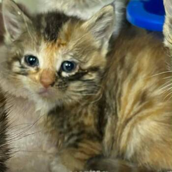 Domestic Short Hair Cats Available for Adoption in Silver Spring, Maryland - Pixie (Available 5/23) | PetCurious