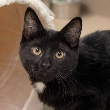 Klingon -  Domestic Short Hair Cat for Adoption in Pittsford, Vermont - Klingon | PetCurious