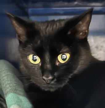 Rescue Domestic Short Hair Cats for Adoption in Sault Ste. Marie, Michigan - Twyla | PetCurious