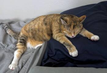 TALLIE #1965 - Offered by Owner - Bonded w/Bonnie -  Torbie and Domestic Short Hair Cat for Adoption in Hillsboro, Oregon - TALLIE #1965 - Offered By Owner - Bonded W/Bonnie | PetCurious