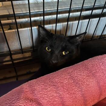 Domestic Short Hair Cats Available for Adoption in Salisbury, Massachusetts - Macaroni | PetCurious
