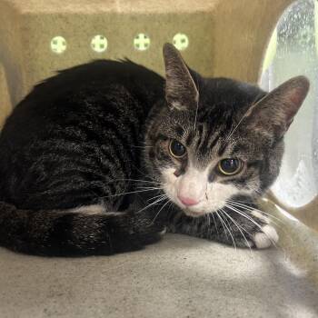 Bob -  Domestic Short Hair Cat for Adoption in Philadelphia, Pennsylvania - Bob | PetCurious