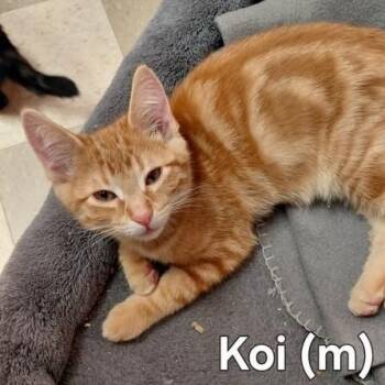 Koi -  Domestic Short Hair Cat for Adoption in Libby, Montana - Koi | PetCurious