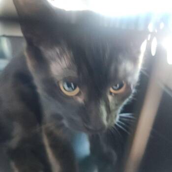 Theodore -  Domestic Short Hair Cat for Adoption in Kingman, Arizona - Theodore | PetCurious