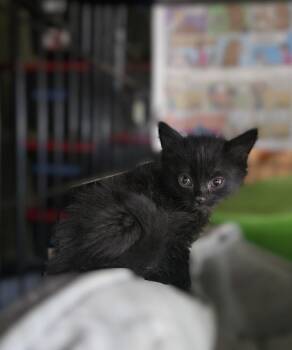 Domestic Long Hair and Maine Coon Cats Available for Adoption in Pacifica, California - Will I Am | PetCurious