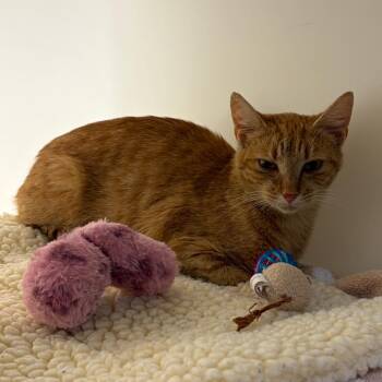 Treasure -  Domestic Short Hair Cat for Adoption in Harrisonburg, Virginia - Treasure | PetCurious