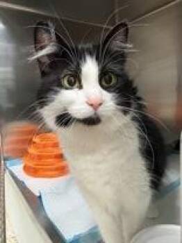 Serenity -  Domestic Medium Hair Cat for Adoption in Whitby, Ontario - Serenity | PetCurious