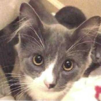 Figaro -  Domestic Medium Hair Cat for Adoption in Lakewood, Colorado - Figaro | PetCurious