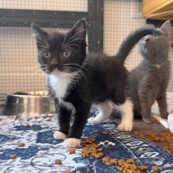 Scrabble -  American Shorthair Cat for Adoption in Houston, Texas - Scrabble | PetCurious
