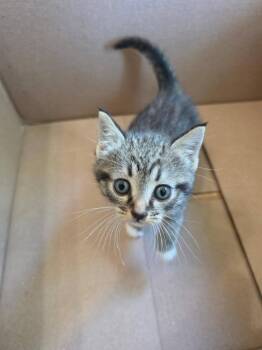 Domestic Short Hair Cats Available for Adoption in Hartsville, South Carolina - Angelsoft | PetCurious