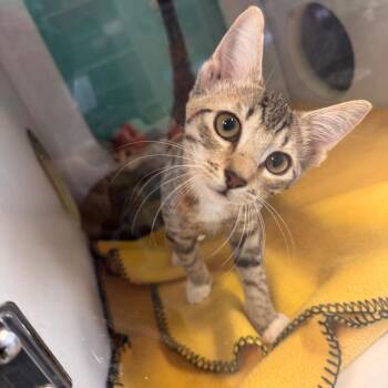 Nessa -  Domestic Short Hair Cat for Adoption in Lake Jackson, Texas - Nessa | PetCurious