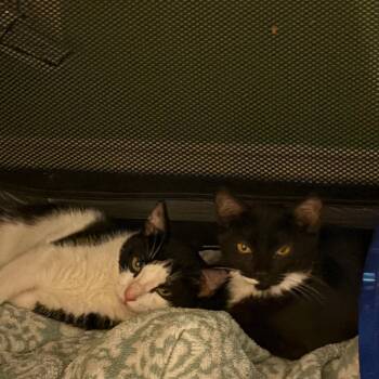 Ancho & Serrano -  Domestic Short Hair Cat for Adoption - Ancho & Serrano | PetCurious
