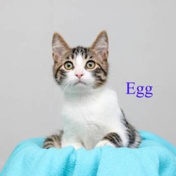 Egg -  Domestic Medium Hair and Domestic Short Hair Cat for Adoption in Parma, Ohio - Egg | PetCurious