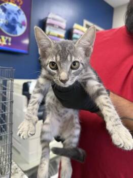 A187900 -  Domestic Short Hair Cat for Adoption in Pasadena, Texas - A187900 | PetCurious