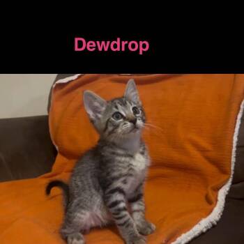 Dewdrop -  Domestic Short Hair Cat for Adoption in Philadelphia, Pennsylvania - Dewdrop | PetCurious