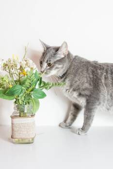 Satin -  Domestic Short Hair Cat for Adoption in Wheaton, Illinois - Satin | PetCurious