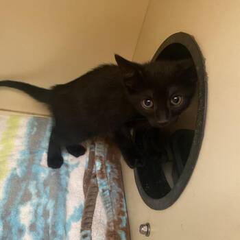 Domestic Short Hair Cats Available for Adoption in Dayton, Ohio - Midnight | PetCurious