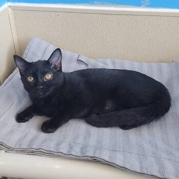 Rescue Domestic Short Hair Cats for Adoption in Mankato, Minnesota - Shadow Junior | PetCurious