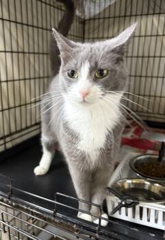 Ada -  Domestic Short Hair Cat for Adoption in Cortland, New York - Ada | PetCurious