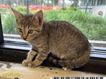NORA -  Domestic Short Hair Cat for Adoption in West Palm Beach, Florida - NORA | PetCurious